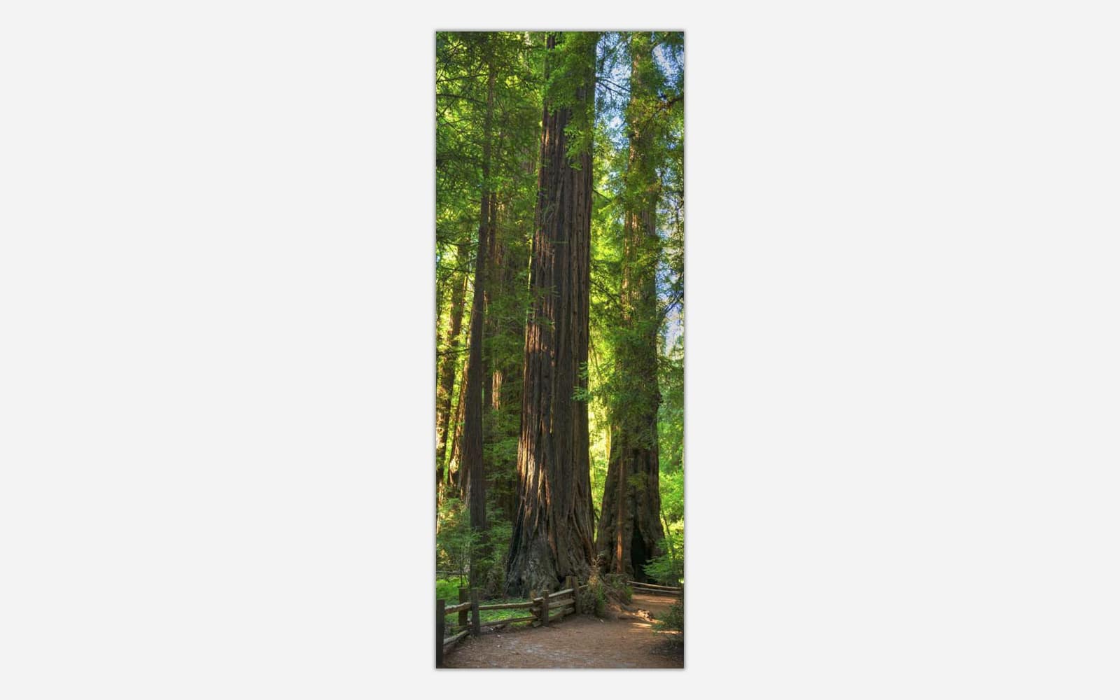 Beneath-the-Ancients A panoramic photograph of towering redwood trees in a lush forest with sunlight filtering through the canopy.