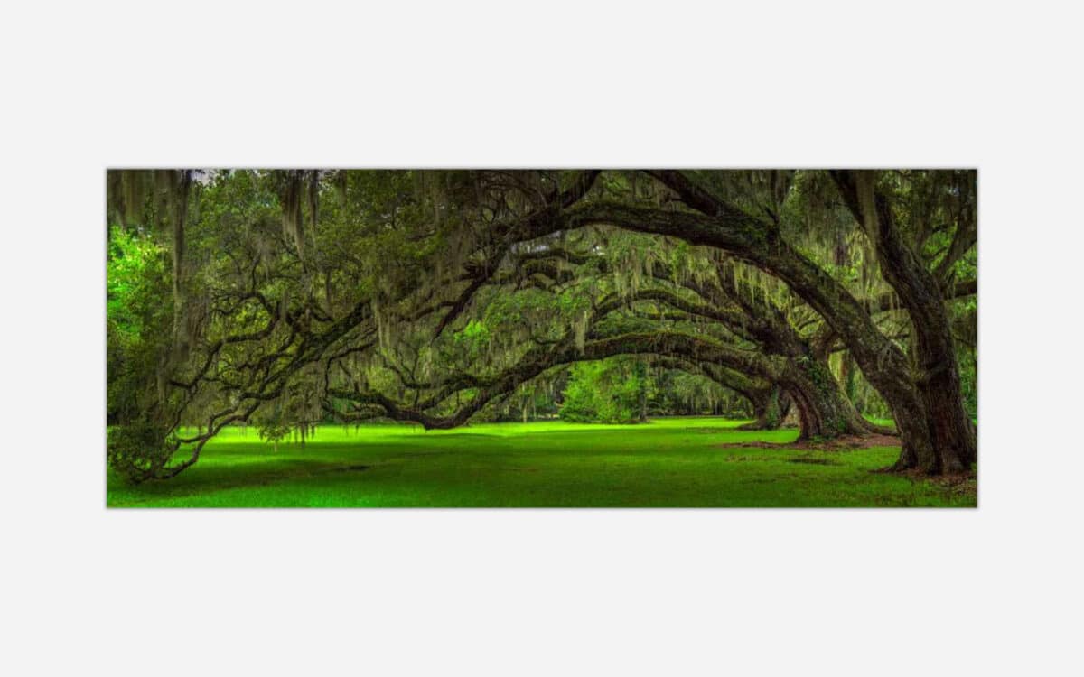 A panoramic photograph of majestic southern live oaks draped with Spanish moss in a lush green setting.