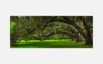 A panoramic photograph of majestic southern live oaks draped with Spanish moss in a lush green setting.