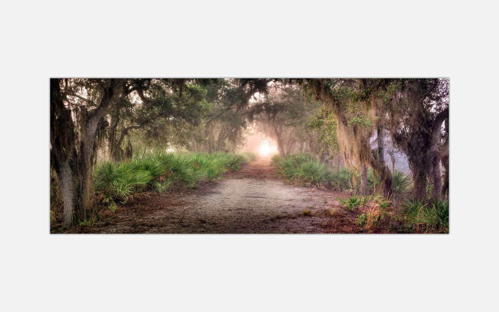 Canopy Road (1) A serene image of a misty forest pathway surrounded by trees with Spanish moss and soft morning light filtering through the fog.