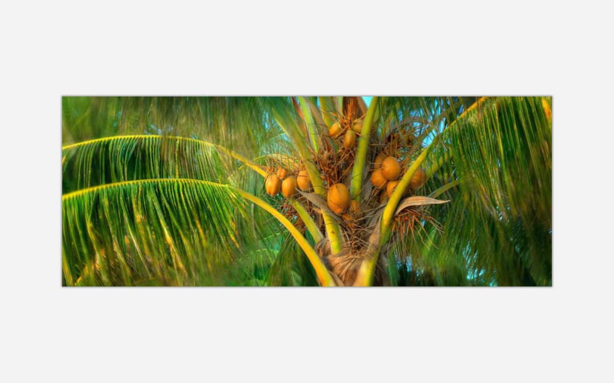Close-up of a coconut palm tree with lush green fronds and a cluster of brown coconuts against a blurred background.