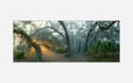 A panoramic photo of a serene misty forest with southern live oaks creating an enchanting and tranquil atmosphere.