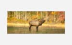 A majestic elk bugling in a grassy meadow with autumn-colored trees in the background.