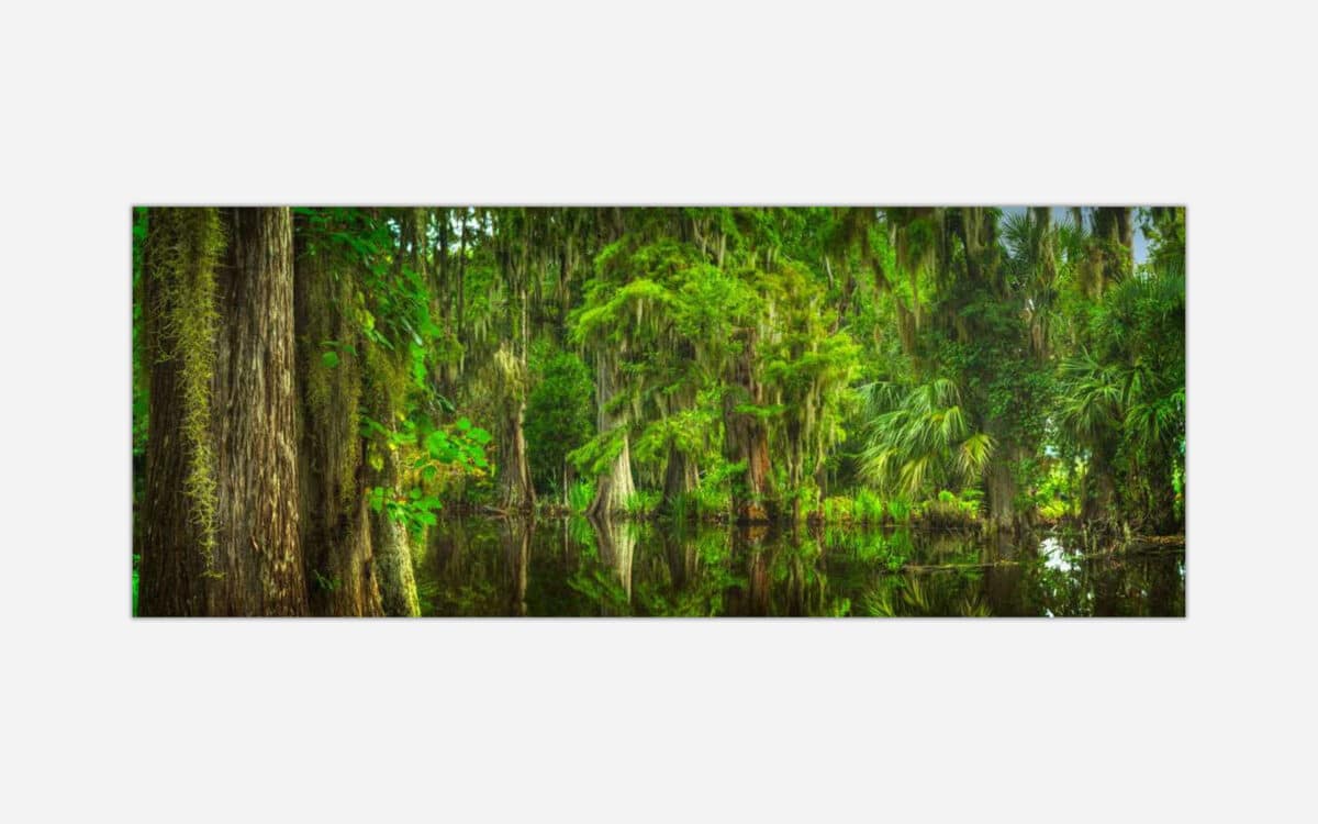 A photographic art piece capturing the lush greenery and water reflections of a serene swamp landscape with cypress trees and hanging Spanish moss.