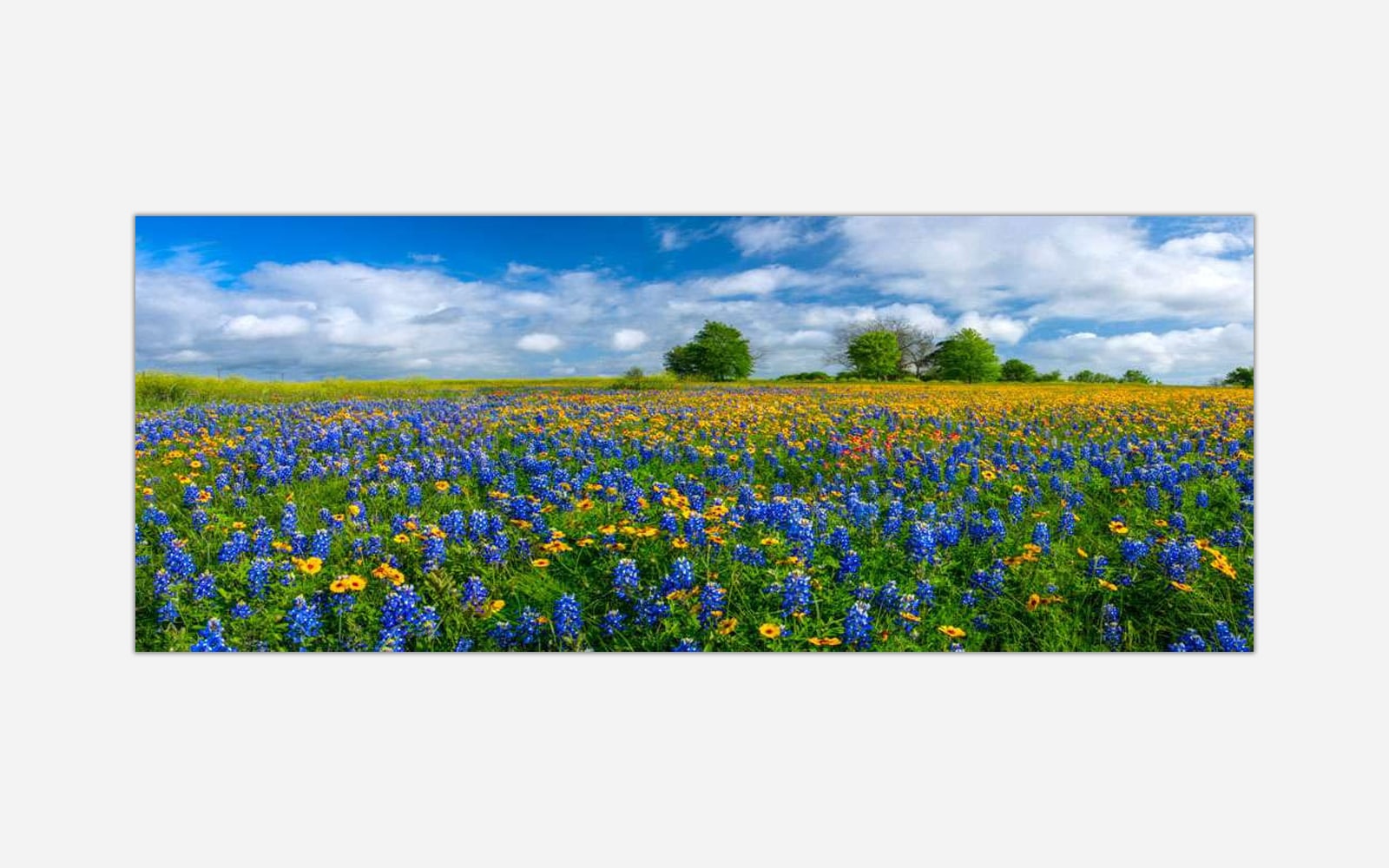 Field of Dreams (1) A panoramic landscape photograph of a vibrant flower meadow with bluebonnets and wildflowers under a blue sky with fluffy clouds.