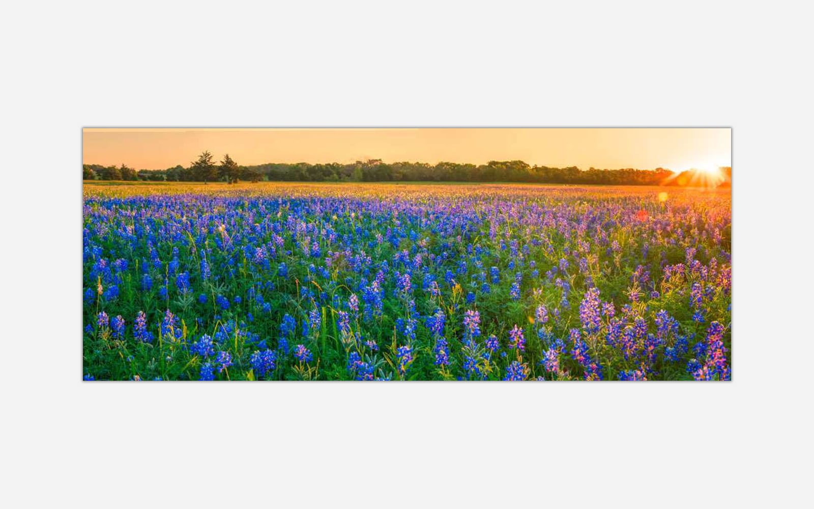 Golden Hour (1) A panoramic photograph of a vibrant wildflower field at sunset, featuring bluebonnets and a sunburst peeking over the horizon.