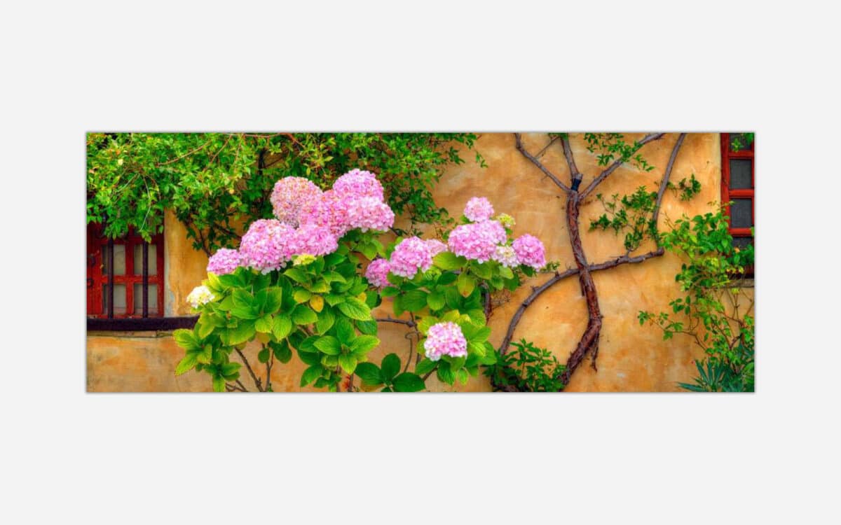 A photograph of pink hydrangea flowers blooming beside a vintage window on a rustic wall with climbing green plants.