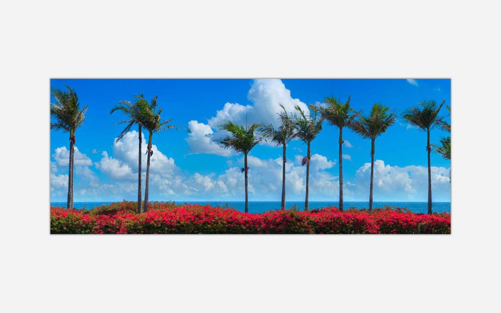 Pinks and Palms (1) A panoramic canvas art print of a coastal scene with tall palm trees against a bright blue sky, overlooking an ocean with red flowers in the foreground.
