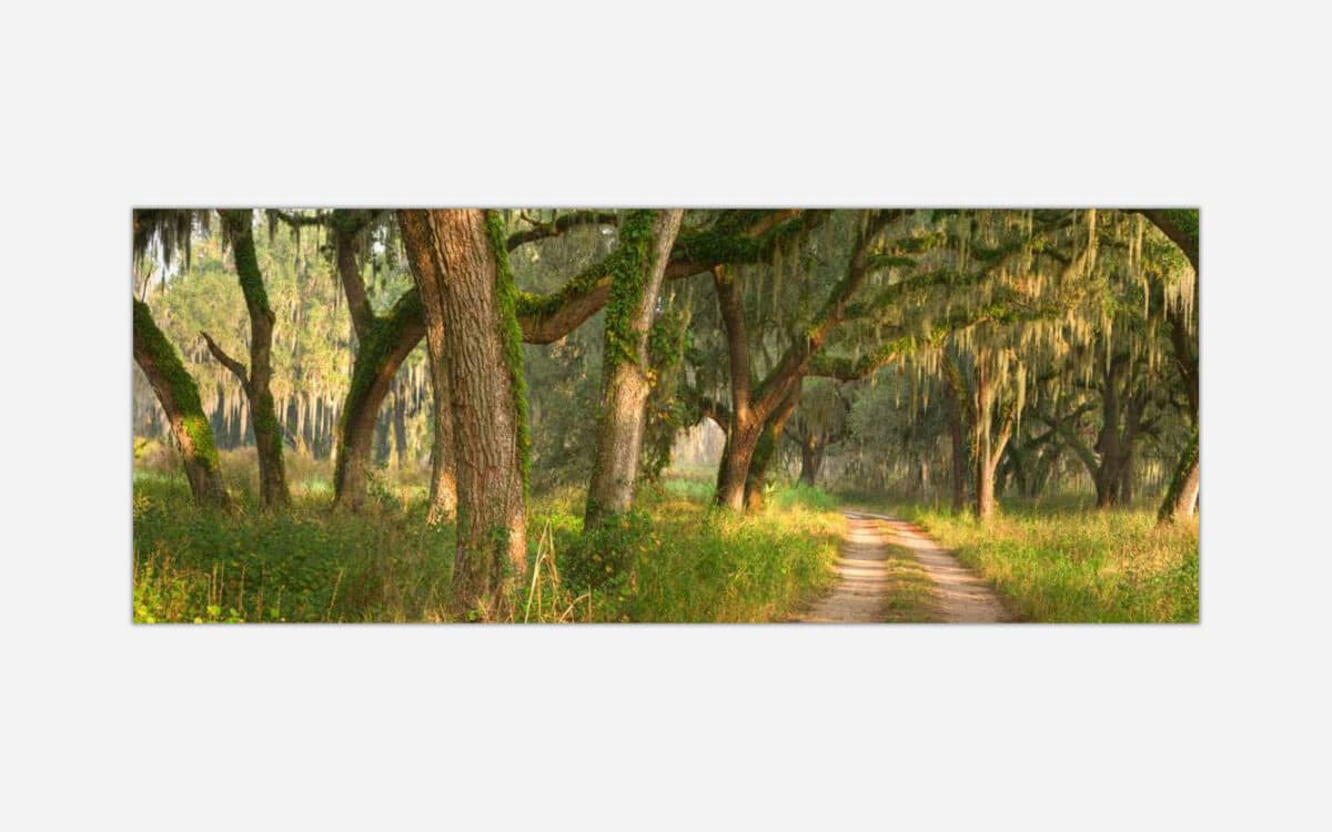 A tranquil forest path lined with majestic oak trees draped in Spanish moss, bathed in warm sunlight creating a serene landscape.