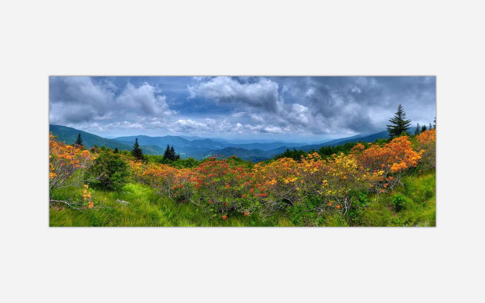 Roan Mountain (1) Panoramic landscape photograph of a vibrant mountainous area with lush greenery and colorful wildflowers, accompanied by a cloud-filled sky.
