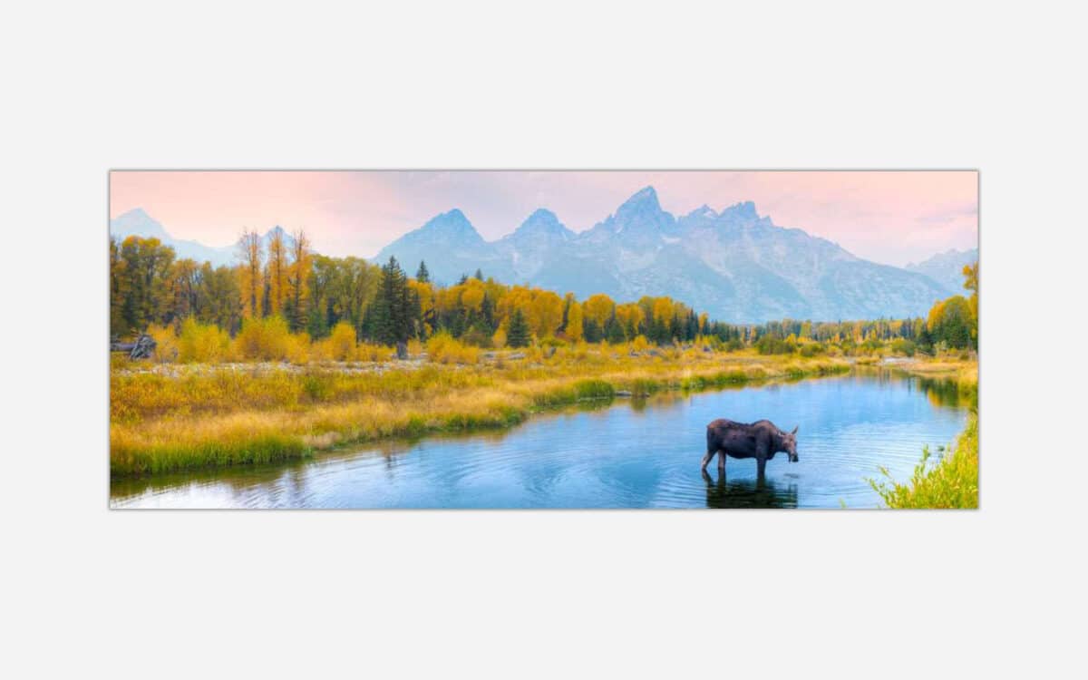 A panoramic photograph of a moose standing in a river with autumn-colored trees and a mountain range in the background at dusk.