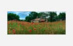 An art print of a rustic house surrounded by a vibrant field of red poppies with trees and blue sky in the background.
