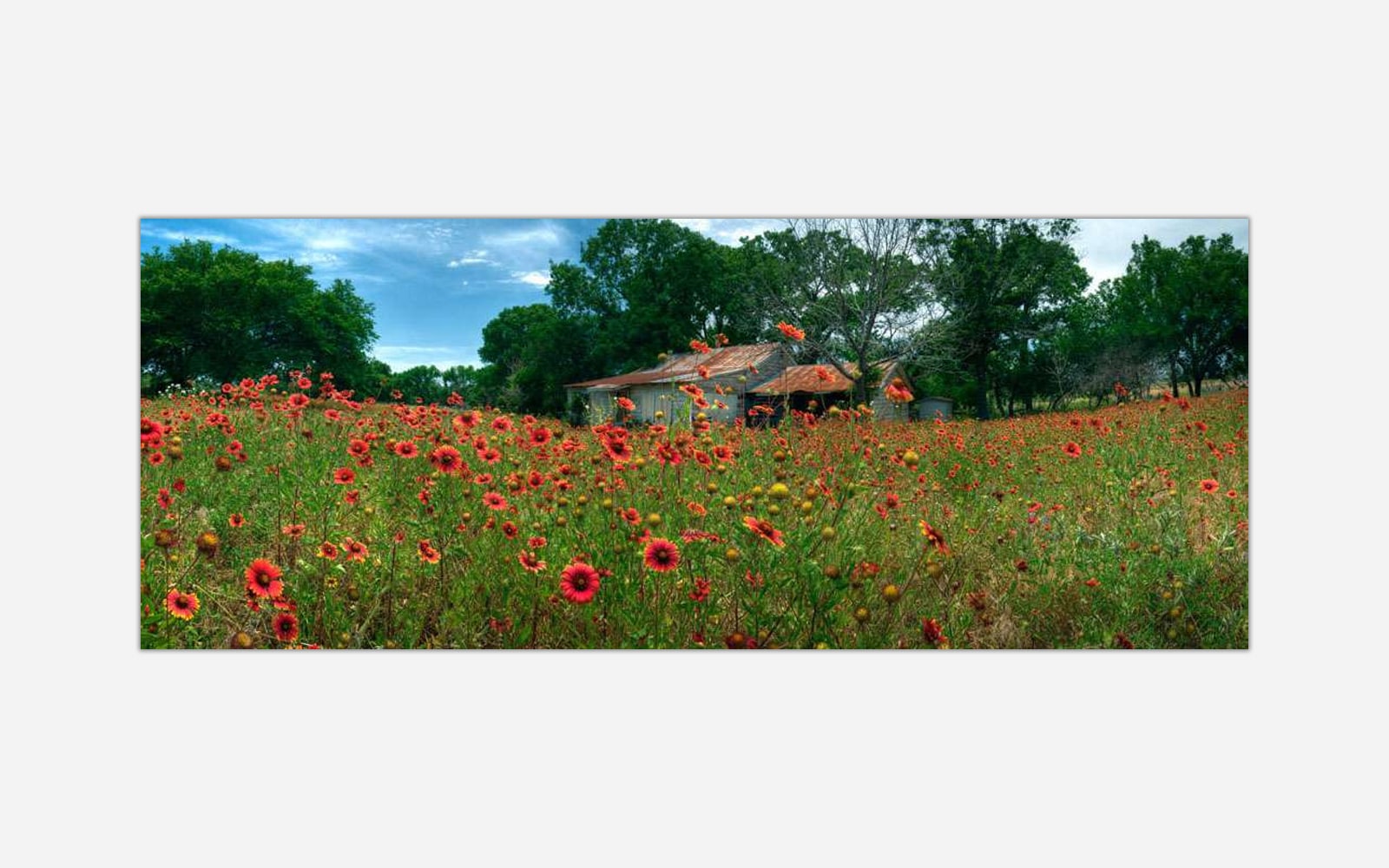 Sentinels of Spring (1) An art print of a rustic house surrounded by a vibrant field of red poppies with trees and blue sky in the background.