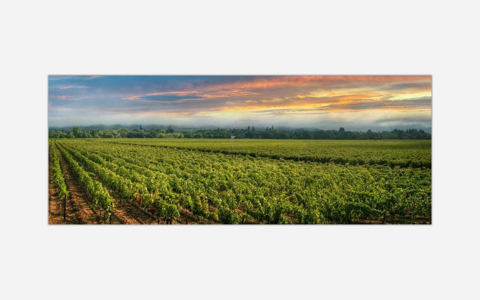 Sunset and Vine (1) A panoramic view of a vineyard at sunset with colorful skies and lush green grapevines.