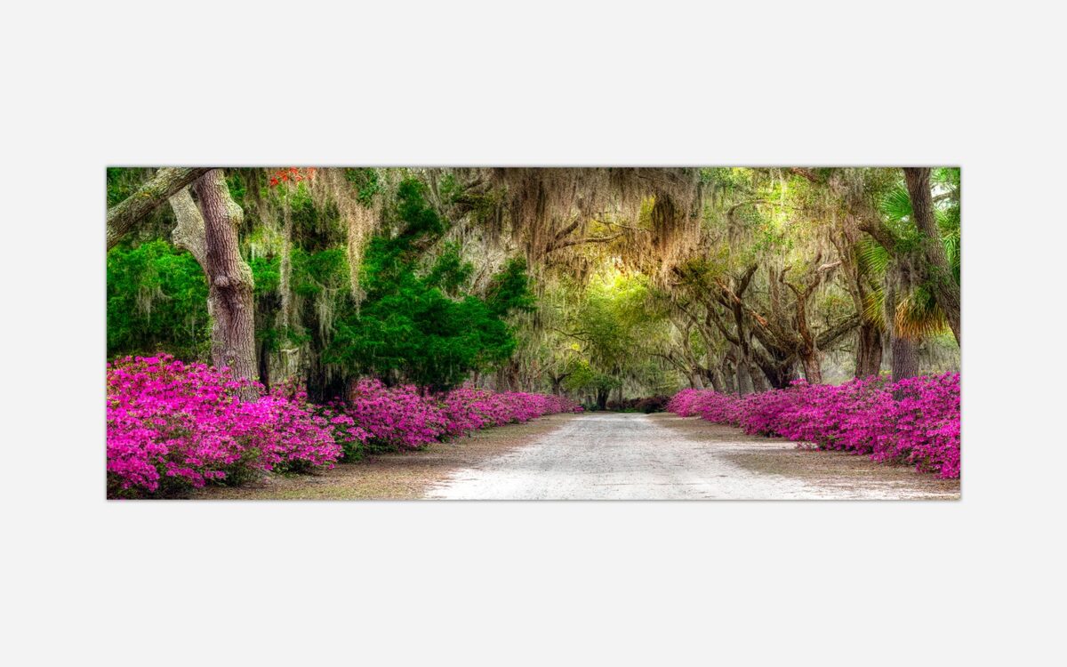 Avenue of Azaleas